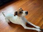 Adopt Winnie a White - with Red, Golden, Orange or Chestnut Jack Russell Terrier