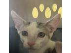 Adopt Batman a White Domestic Shorthair / Mixed cat in St. Thomas, VI (38594355)