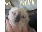 Adopt Superman a White (Mostly) Siamese / Mixed cat in St. Thomas, VI (38594350)