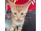Adopt Captain Hook a Orange or Red Domestic Shorthair / Mixed cat in St.
