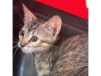 Adopt Tinkerbell a Gray or Blue Domestic Shorthair / Mixed cat in St.