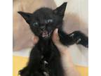 Adopt Ray a All Black Domestic Shorthair / Mixed cat in St.