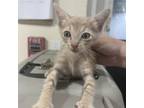 Adopt Bagel a Tan or Fawn Tabby Domestic Shorthair / Mixed cat in St.