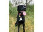 Adopt Dylan a Black Labrador Retriever / Mixed dog in Toronto, ON (38594027)
