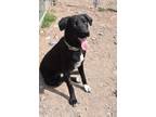 Adopt Roxy a Black - with White Border Collie / Labrador Retriever / Mixed dog