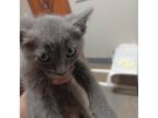 Adopt Cloudy a Gray or Blue Domestic Shorthair / Mixed cat in Yuma