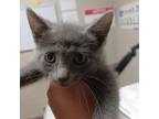 Adopt Thunder a Gray or Blue Domestic Shorthair / Mixed cat in Yuma