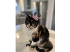 Adopt Pamook a Calico or Dilute Calico Domestic Shorthair (short coat) cat in
