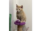 Adopt Ginger a Orange or Red Tabby Domestic Shorthair (short coat) cat in