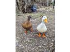 Adopt Francy / Steve a Duck