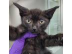 Adopt Zazu a All Black Domestic Shorthair / Mixed cat in Westminster