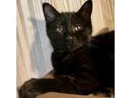 Adopt Oz a All Black Domestic Shorthair / Mixed cat in Carroll, IA (38591644)