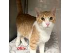 Adopt Ollie a Tan or Fawn Domestic Shorthair / Domestic Shorthair / Mixed cat in