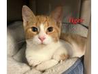 Adopt Tiger a Orange or Red Domestic Shorthair / Domestic Shorthair / Mixed cat