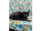 Adopt Martin a All Black Domestic Shorthair / Domestic Shorthair / Mixed cat in