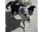 Adopt Alice a Australian Cattle Dog / Blue Heeler