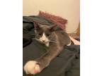 Adopt Plaid a Domestic Shorthair cat in New York, NY (38591627)