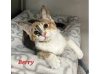 Adopt Berry a White Domestic Shorthair / Domestic Shorthair / Mixed cat in