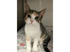 Adopt Lily a White Domestic Shorthair / Domestic Shorthair / Mixed cat in