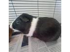 Adopt Panda (Bonded with Bear) a Guinea Pig small animal in West Des Moines