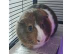 Adopt Bear (Bonded with Panda) a Guinea Pig small animal in West Des Moines