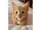 Adopt Tony a Orange or Red Tabby Domestic Shorthair (short coat) cat in