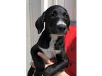 Adopt Dory a Black Pointer / Mixed dog in Mobile, AL (38591412)