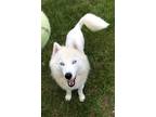 Adopt Teddy a White Siberian Husky / Mixed dog in Winter Springs, FL (38591371)