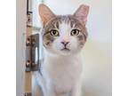 Adopt Richard a Gray or Blue Domestic Shorthair / Mixed cat in Gloucester