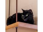 Adopt Bats a All Black Domestic Shorthair / Mixed cat in Gloucester