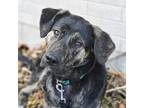 Adopt Dakota a Black German Shepherd Dog / Labrador Retriever / Mixed dog in