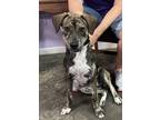 Adopt Riley a Brindle Labrador Retriever / Mixed dog in Mobile, AL (38591179)
