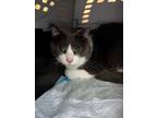 Adopt Leilo a Gray or Blue Domestic Shorthair / Domestic Shorthair / Mixed cat