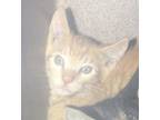 Adopt 53709202 a Orange or Red Domestic Shorthair / Domestic Shorthair / Mixed
