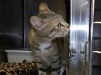 Adopt Mala a Tan or Fawn Tabby Domestic Shorthair (short coat) cat in Silver