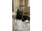 Adopt Kohaku a All Black Domestic Shorthair / Mixed Breed (Medium) / Mixed