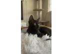 Adopt Kohaku a All Black Domestic Shorthair / Domestic Shorthair / Mixed cat in