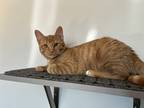 Adopt Spaghetti a Orange or Red Domestic Shorthair / Domestic Shorthair / Mixed