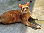 Adopt Sardine a Orange or Red (Mostly) Domestic Longhair (long coat) cat in Fort