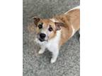 Adopt Sofie a White Jack Russell Terrier / Mixed dog in Penn Yan, NY (35617033)
