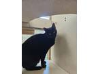 Adopt Bagheera a All Black Bombay / Domestic Shorthair / Mixed cat in Palm