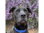 Adopt Mindy a Black Labrador Retriever / Mixed dog in Kanab, UT (38354710)