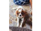 Adopt Graham a White - with Red, Golden, Orange or Chestnut Cavalier King