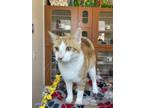 Adopt Senna a Orange or Red Domestic Shorthair / Domestic Shorthair / Mixed cat