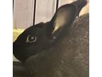 Adopt Sage a American / Mixed rabbit in St. Thomas, VI (38589982)
