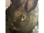 Adopt Lemongrass a American / Mixed rabbit in St. Thomas, VI (38589981)