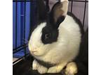 Adopt Minty a American / Mixed rabbit in St. Thomas, VI (38589980)