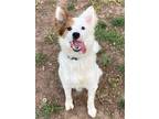 Adopt Colby a White - with Tan, Yellow or Fawn Border Collie / Mixed dog in