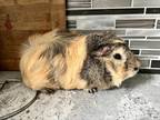 Adopt Allan - Kitchener a Brown or Chocolate Guinea Pig / Mixed small animal in