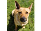 Adopt Sahara (595) a Red/Golden/Orange/Chestnut Carolina Dog / Mixed dog in